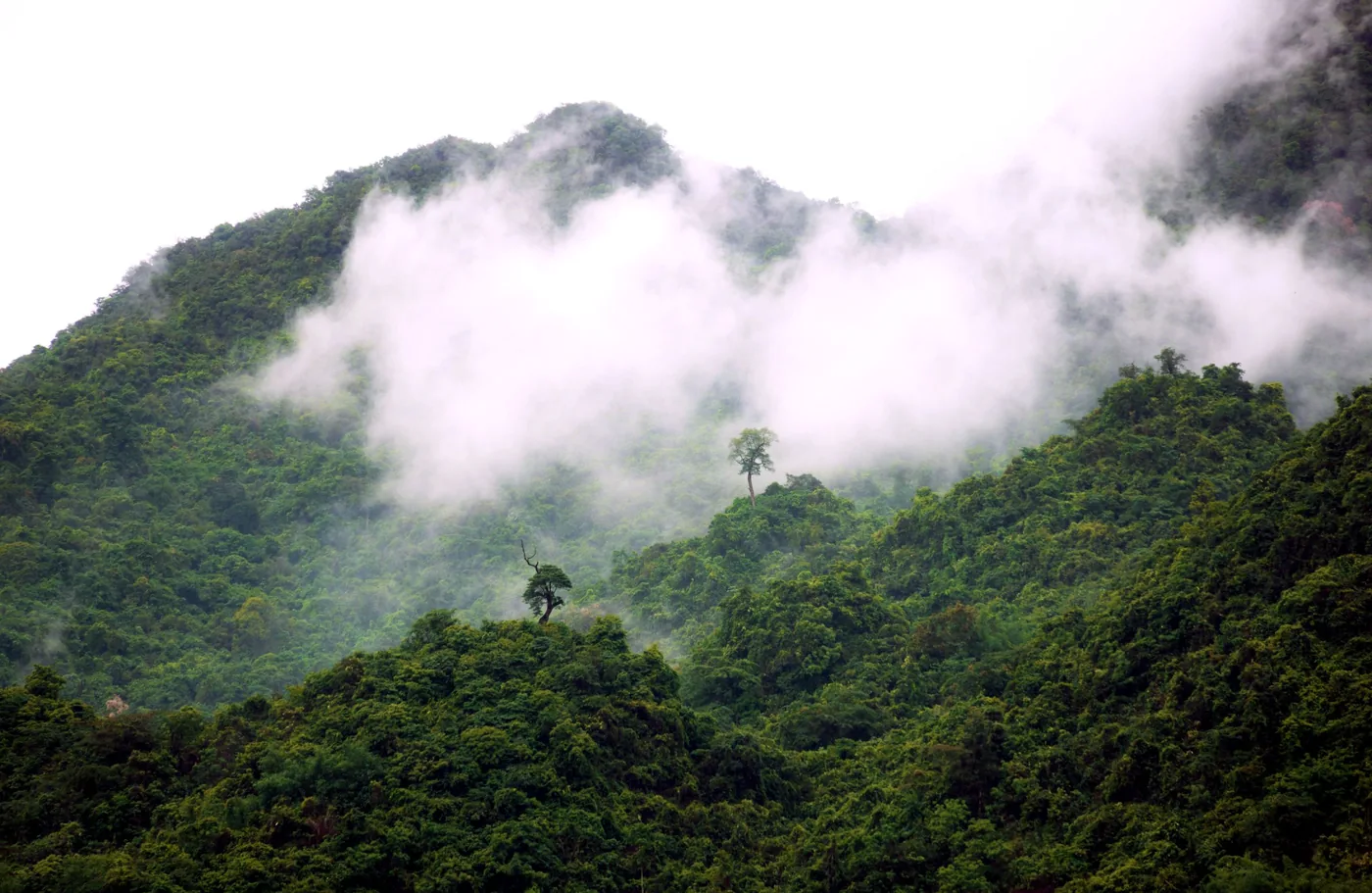 Montañas de selva cubiertas de niebla